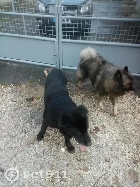 Chien gris-marron perdu Rue Duprat - photo