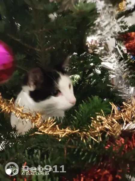 Chat noir/blanc perdu à Fabrègues - photo