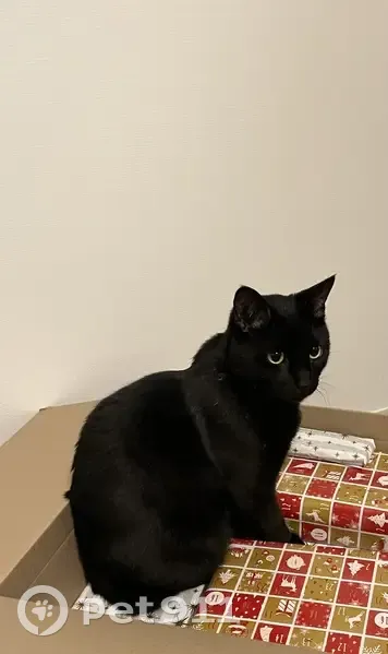 Chat perdu, 1.5 ans, pucé, yeux jaunes - photo