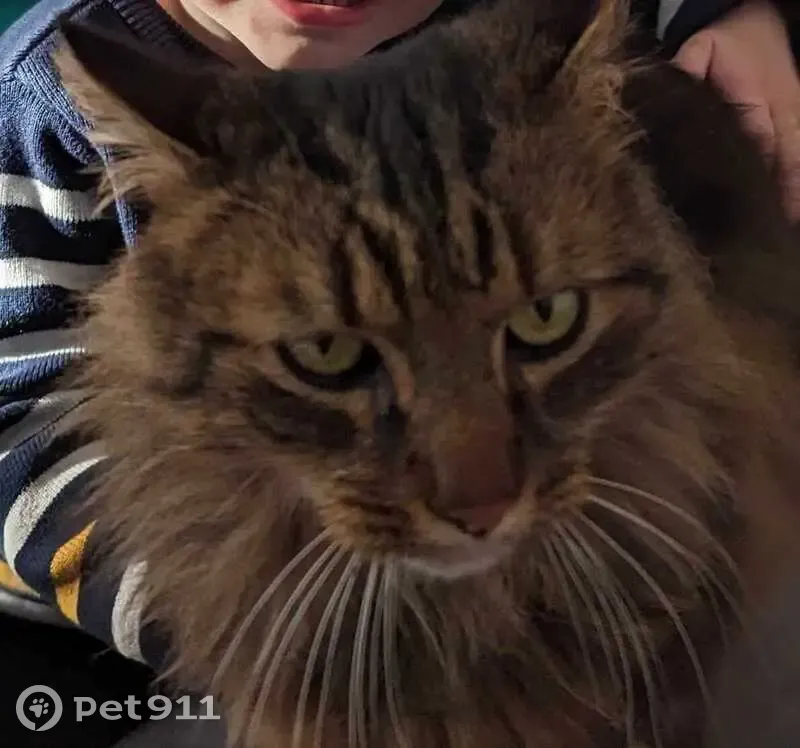 Iko, chat tigré perdu à Mérignac - photo