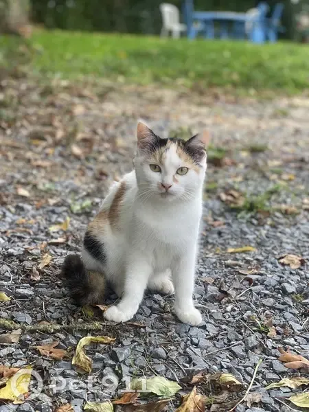 Chatte stérilisée perdue à Préaux - photo