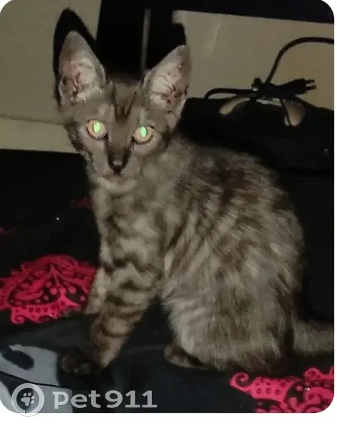 Chaton gris tigré perdu - La Bouëxière - photo