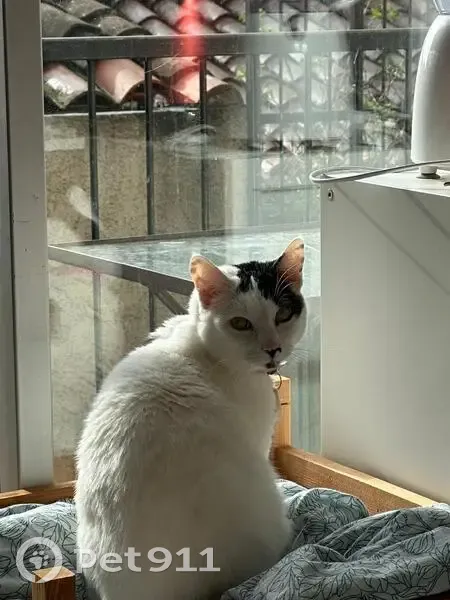 Chat Brees perdu, collier rose - photo