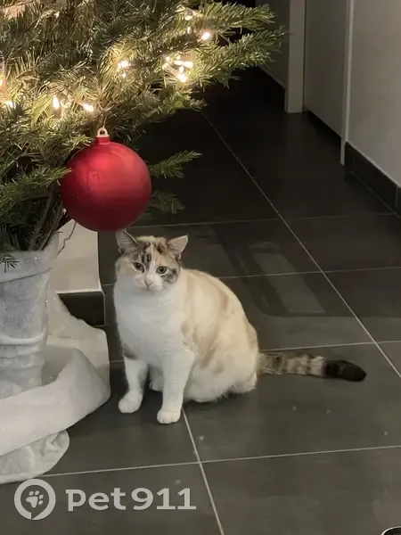 Chat perdu: Blanc, taches, 5kg, pucé - photo