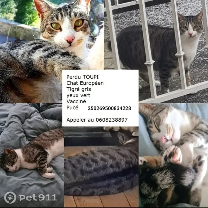 Chat gris tigré perdu - Fures - photo
