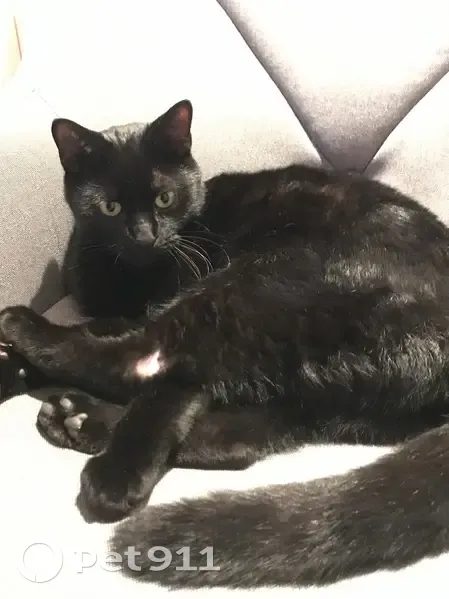 Chat noir trouvé à Briennon - photo