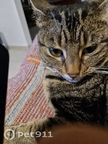 Chat retrouvé à Pigny attend - photo