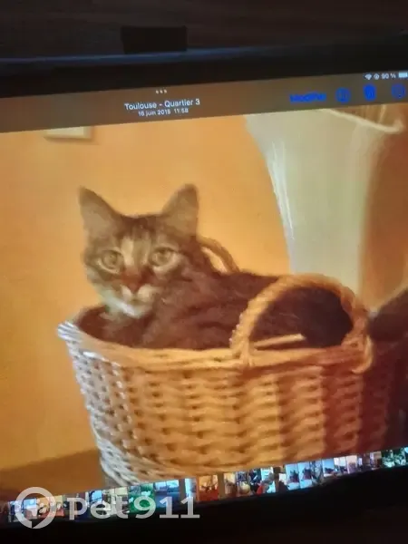 Chat Choumi perdu - Toulouse - photo