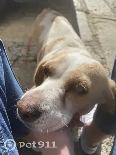 Perdu: Chien blanc/marron à Ste-Lucie - photo