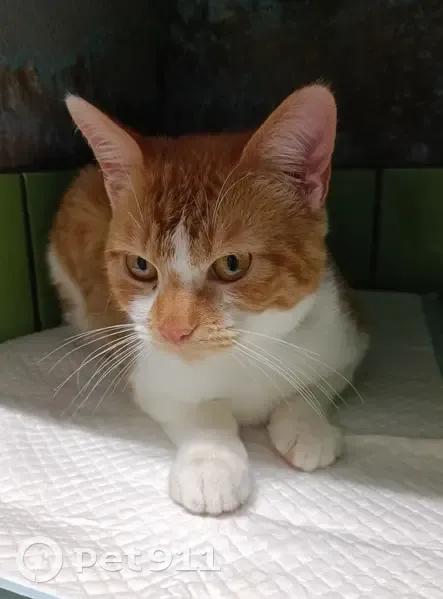 Chaton roux et blanc perdu à Lussant - photo