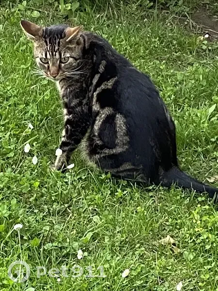 Chat de 2 ans perdu à Souillac - photo