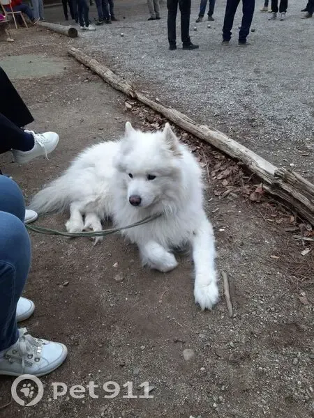 Chien blanc doux trouvé à St-Cyprien - photo