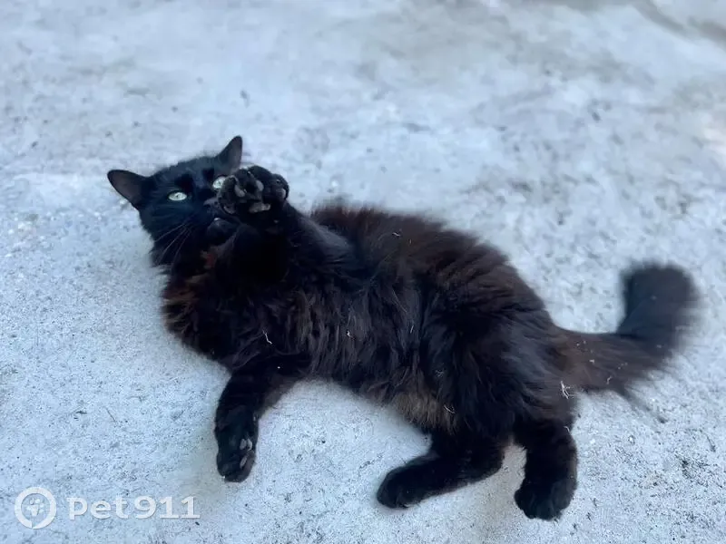 Chat noir disparu à Lormont - photo