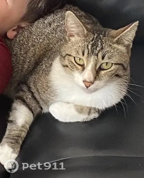 Chat tigré perdu à Plaisir - photo