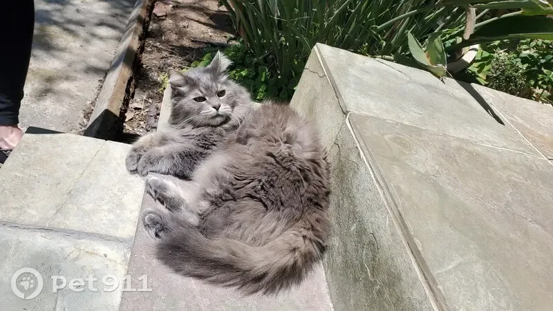 Lost Fluffy Grey Cat in Mission Viejo! - photo 2