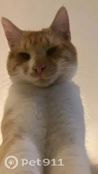 Chaton roux perdu à Nice - photo