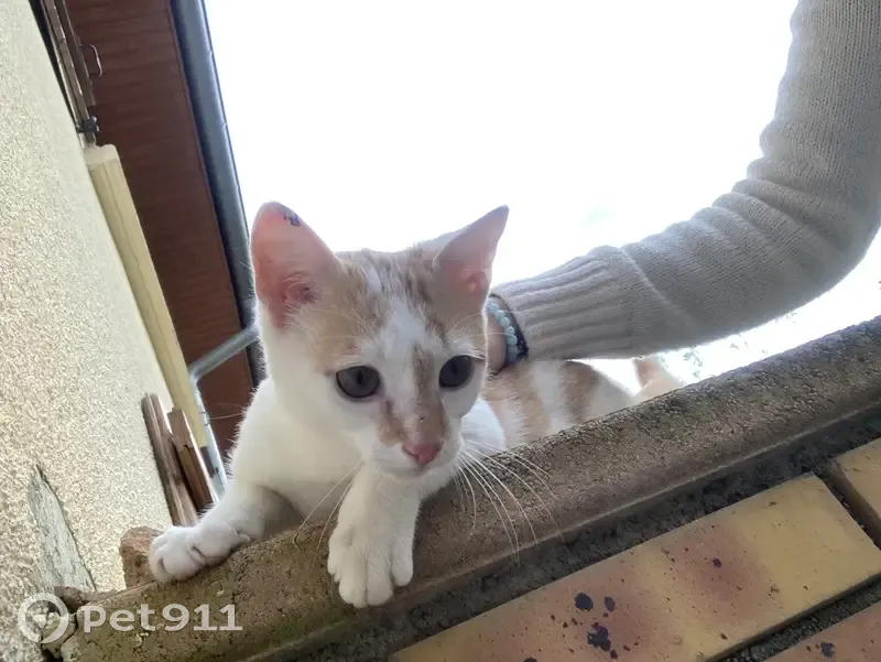 Chat sociable trouvé à Lantenne-Vertière - photo