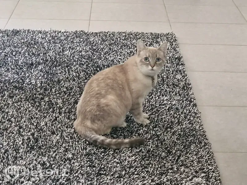 Chat sable aux yeux bleus perdu - photo