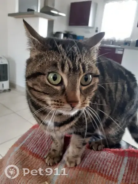 Chatte perdue à Pigny retrouvée - photo