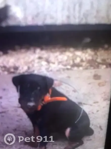 Alerte: 2 Jagd Terriers perdus - photo