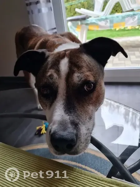Chien Harlem disparu à Bébing - photo