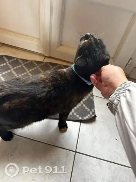 Chat écaille perdu à Vernon - photo