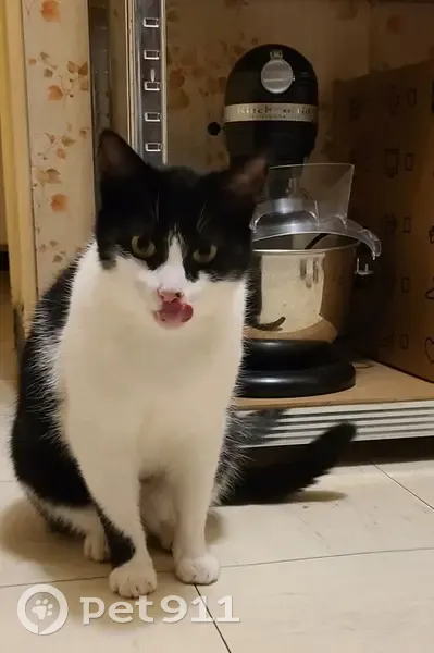 Chat noir et blanc perdu à Voussac - photo