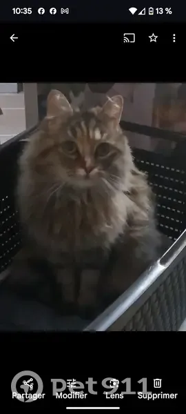 Chat perdu: Sociable, bosse ventre - photo