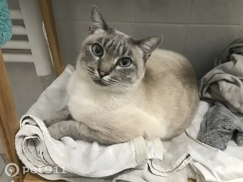Chat siamois perdu à Ensuès - photo