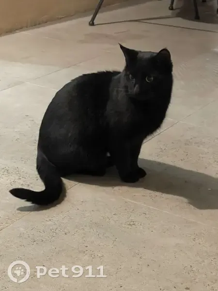 Chat retrouvé à Pierrelatte - photo