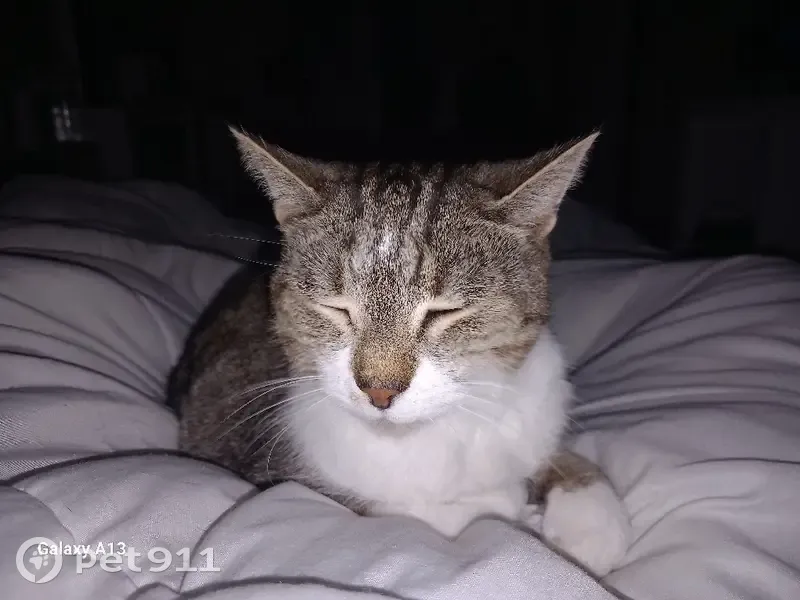 Chat perdu: Pucé et Stérilisé - photo