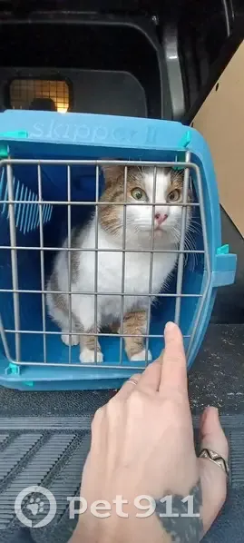 Chat non identifié trouvé - photo