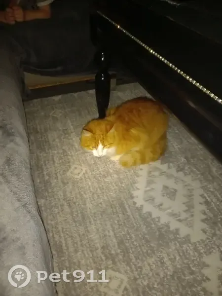 Chat errant sociable trouvé - photo