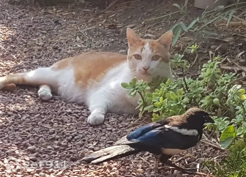 Chat Attila/Titi disparu à Toulouse - photo