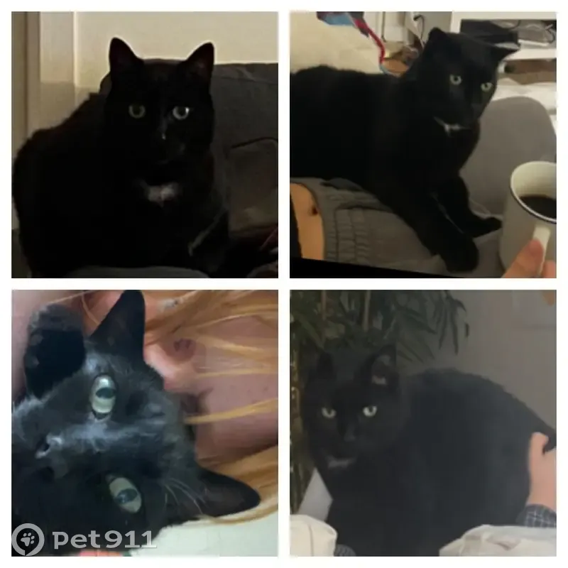 Chat noir perdu à Rennes - photo
