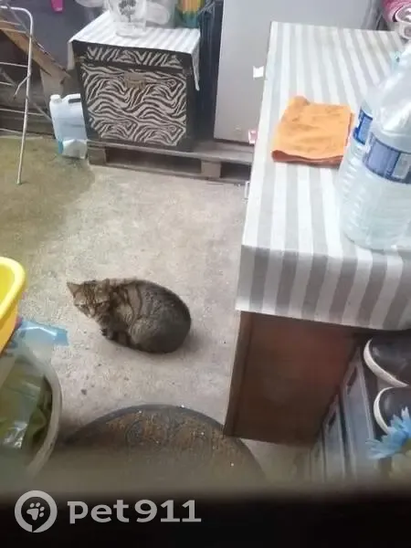 Chat errant à Calais, aide requise - photo
