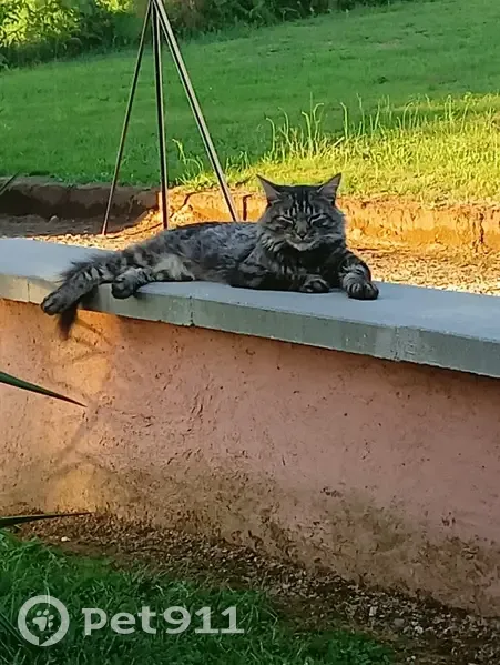 Chat sibérien Gim perdu - Estivaux - photo