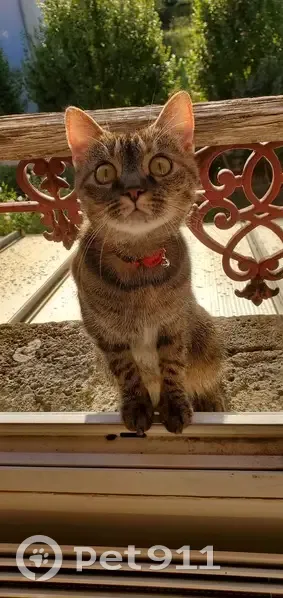 Chatte tigrée perdue à Épernay - photo