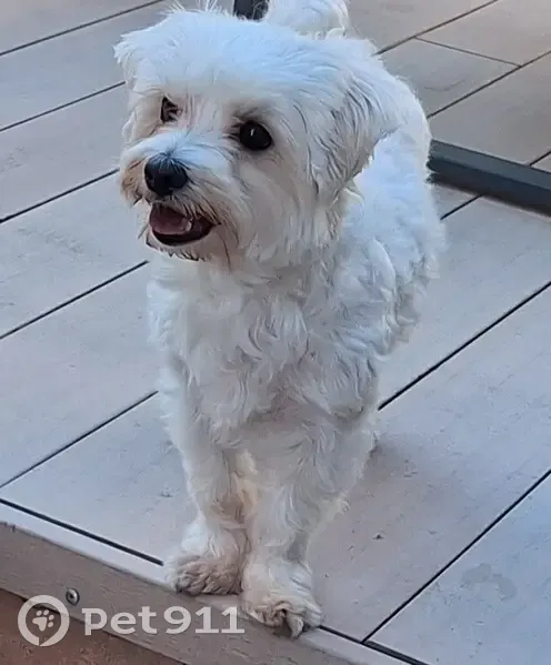 Chien blanc perdu, Marseille - photo