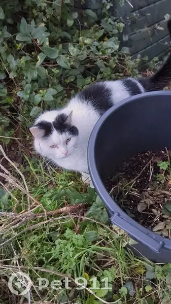 Chat noir et blanc perdu - Les Brandes - photo