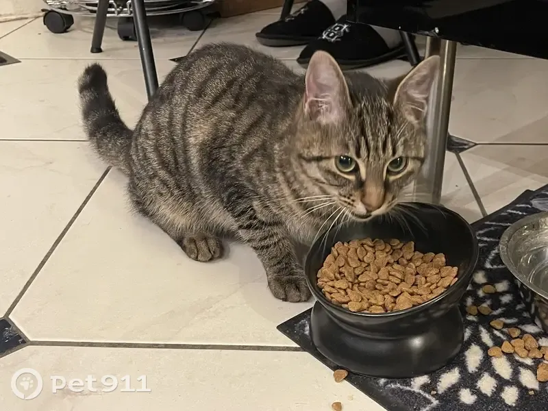 Chaton tabby perdu à Argenteuil - photo