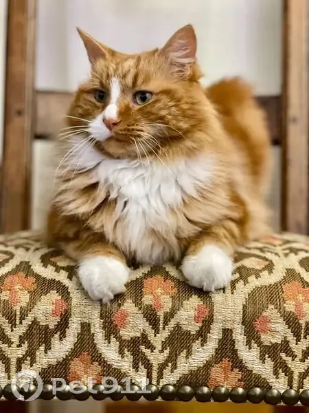 Chat roux perdu à Lentilly - photo