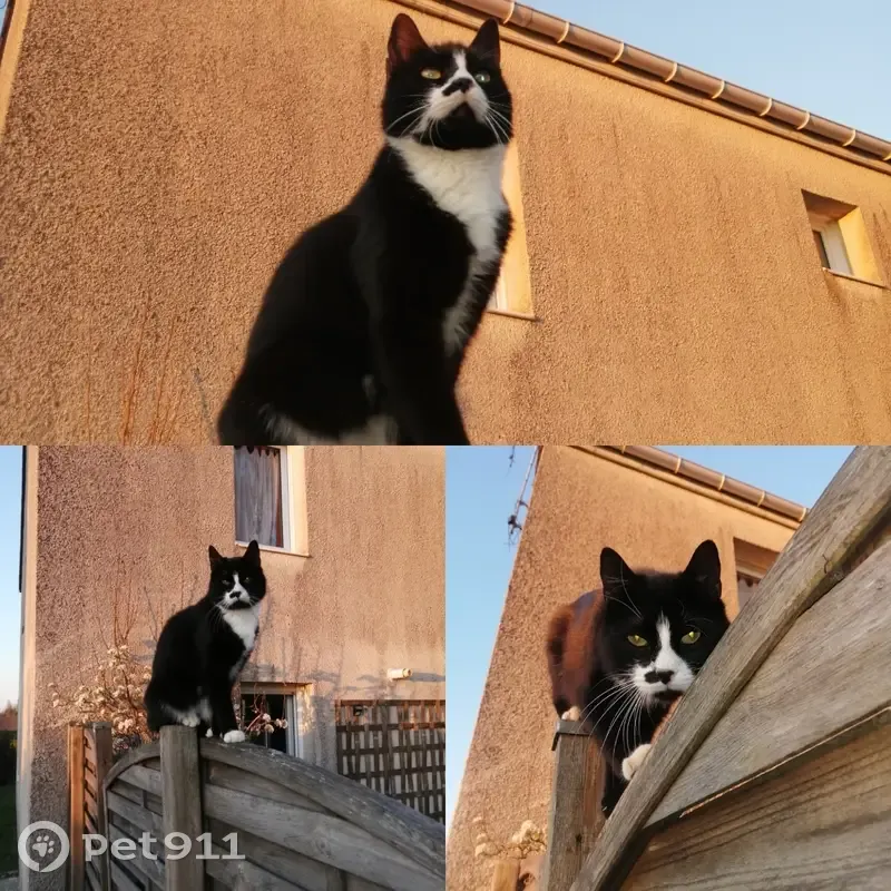 Chat Hatchi noir/blanc perdu - photo