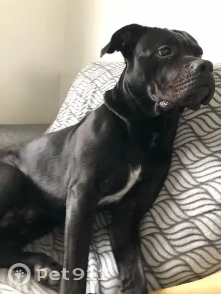 Chien cane corso noir perdu à Chessy - photo