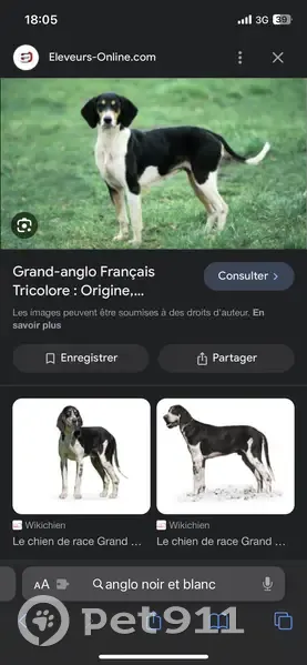 Chienne de chasse perdue - photo
