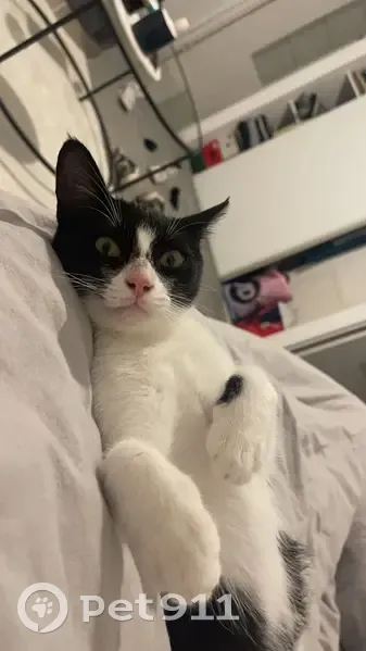 Gigi, chat noir/blanc perdu - photo