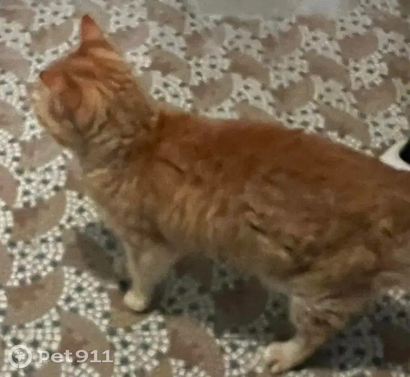 Chat non pucé trouvé au Quesnoy - photo