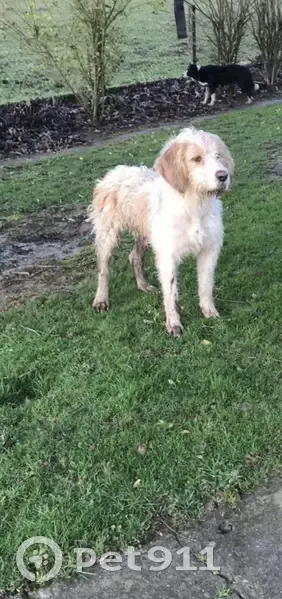 Avis: 2 Chiens Perdus à Tertu - photo