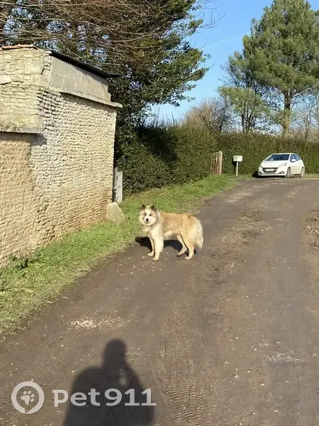 Chien mâle perdu à Valambray - photo