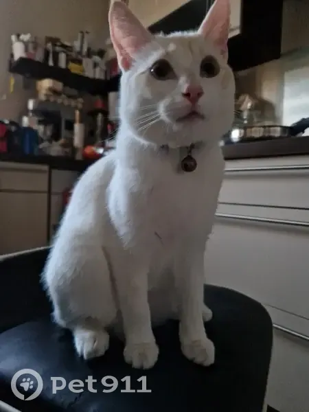 Chaton blanc/caramel perdu à Mérignac - photo